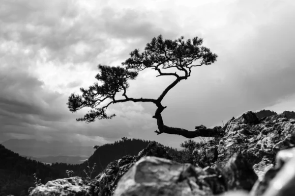 ToF Behang landschap beroemde boom Pieniny Mountains, Polen zwart-wit