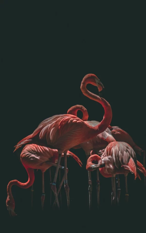 ToF Behang flamingo's in rood en grijs op zwarte achtergrond