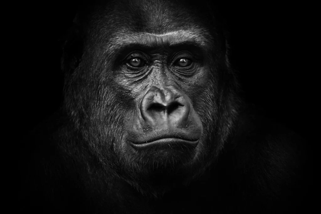 ToF Behang dier portret westelijke laagland gorilla zwart-wit
