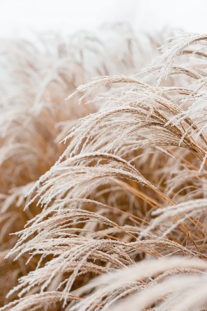 ToF Behang natuur grassoorten close-up