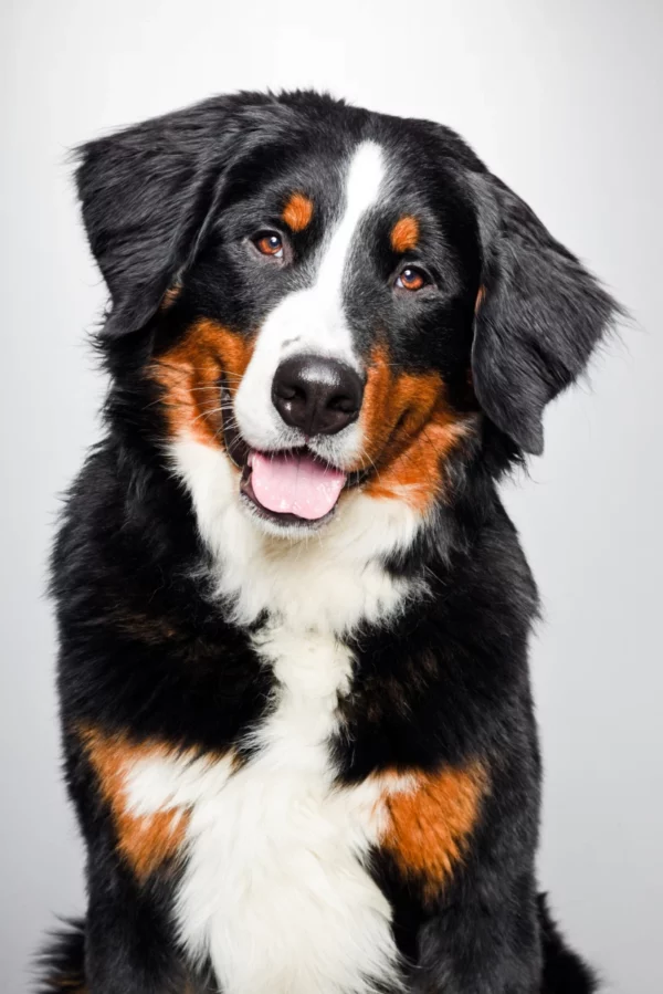 ToF Fotobehang hond portret Berner sennenhond