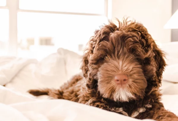 ToF Fotobehang hond close-up labradoodle