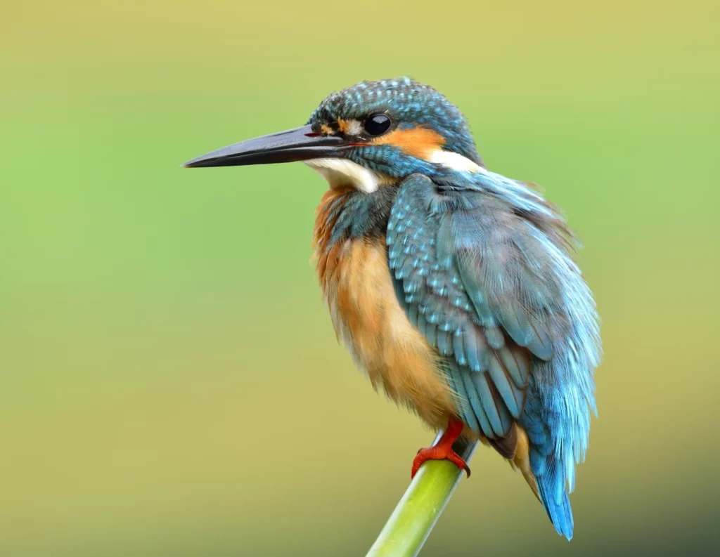 ToF Behang ijsvogel blauw met oranje gekleurd zitten op tak