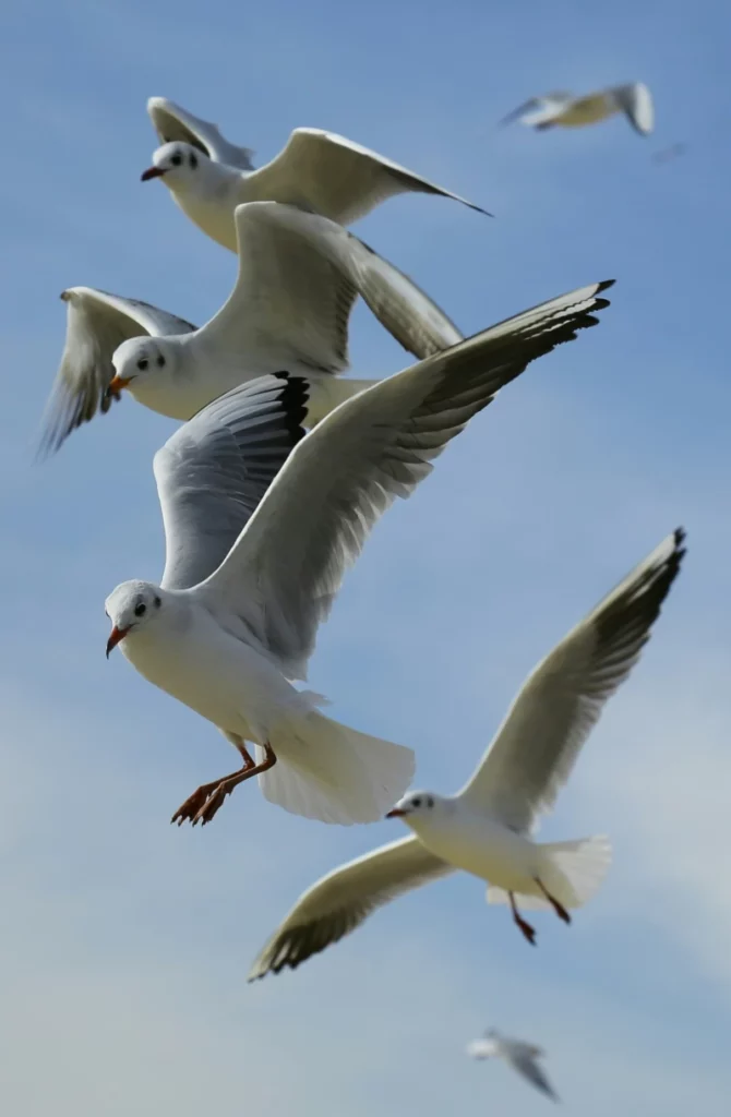 ToF Fotobehang vogels meerdere vliegende meeuwen