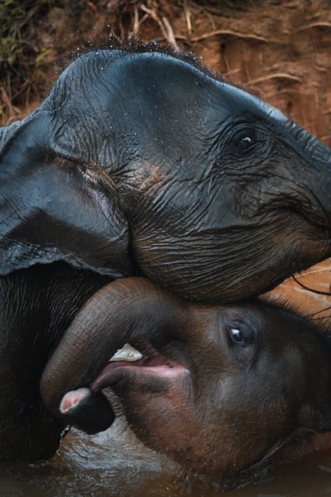 ToF Fotobehang olifant babyolifant met moeder in water