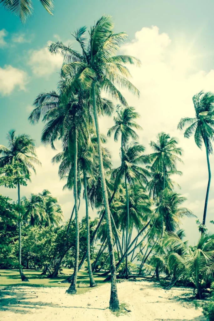 ToF Behang bomen palmbomen op strand