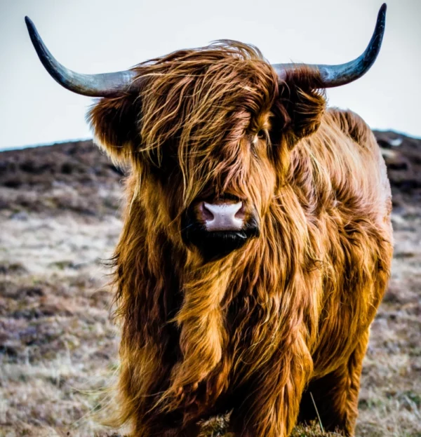 ToF Behang Schotse hooglander in een veld