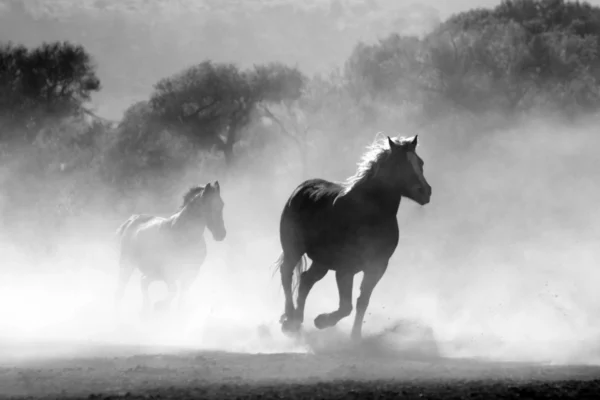 ToF Fotobehang zwart-wit rennende paarden