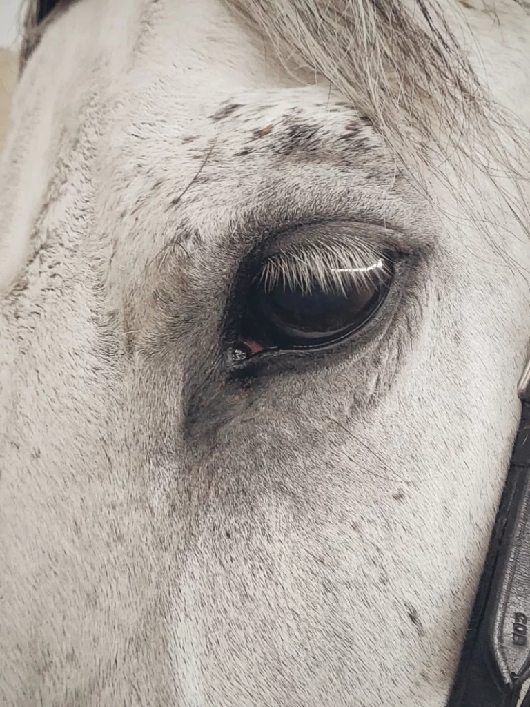 ToF Fotobehang zwart-wit close-up oog paard