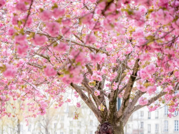 ToF Behang bloesem boom sakura