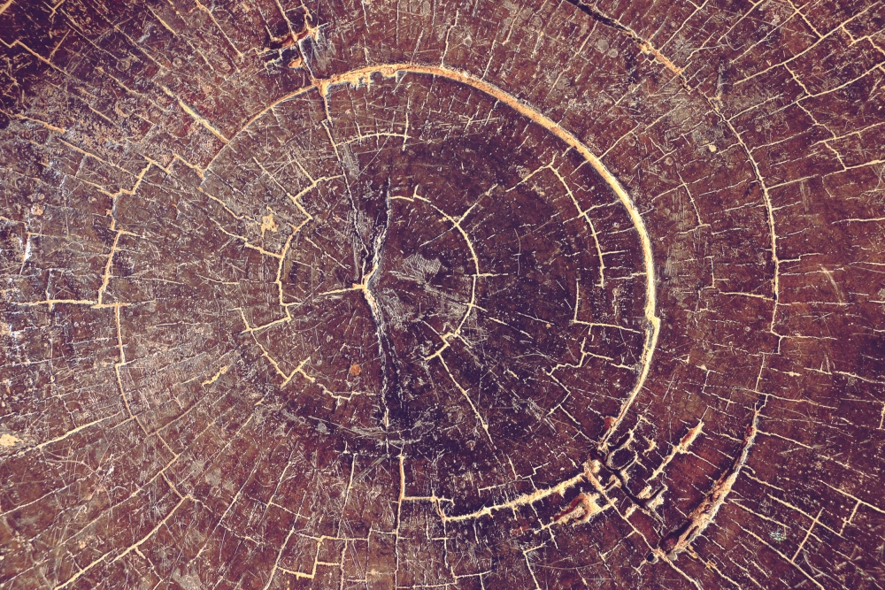 ToF Fotobehang bomen boomstam donkerbruin