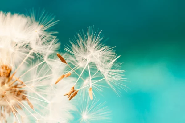 ToF Fotobehang bloem paardenbloem close-up