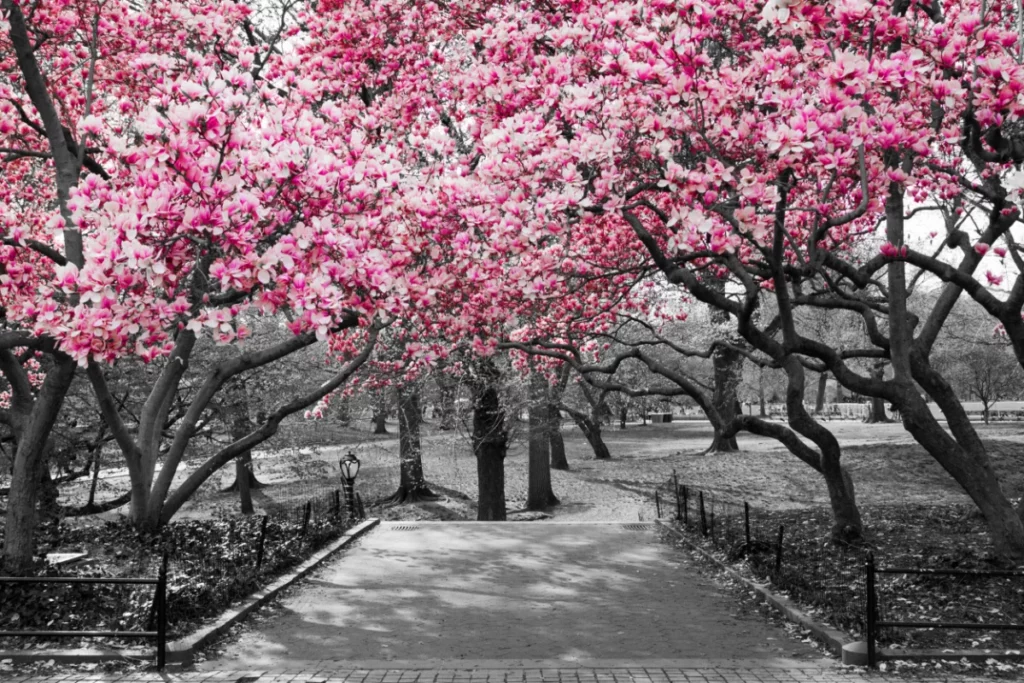 ToF Fotobehang landschap Central Park, New York