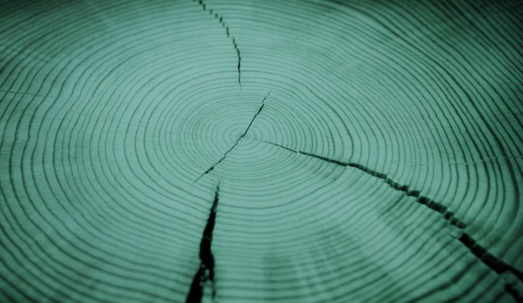 ToF Fotobehang bomen boomstam groen