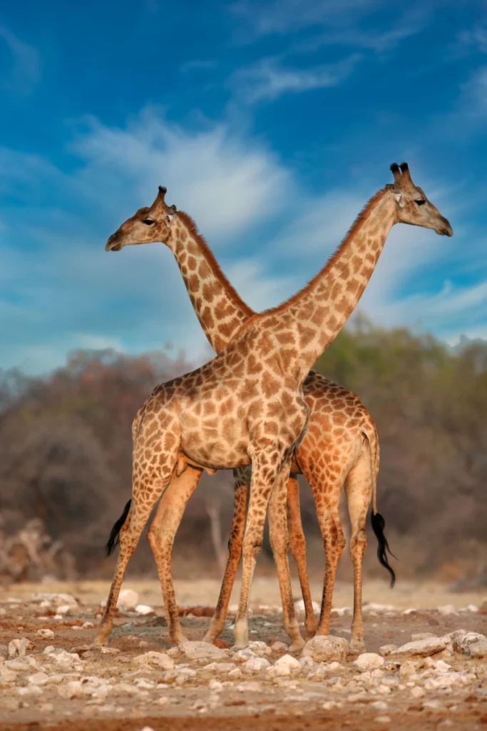 ToF Fotobehang giraffen met gekruiste nekken
