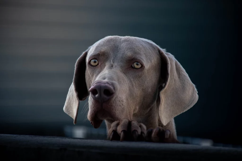 ToF Fotobehang hond kop Weimaraner