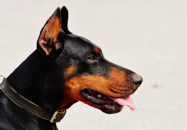 ToF Fotobehang hond kop dobermann