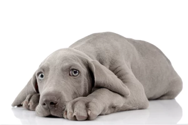 ToF Behang hond liggende Weimaraner puppy