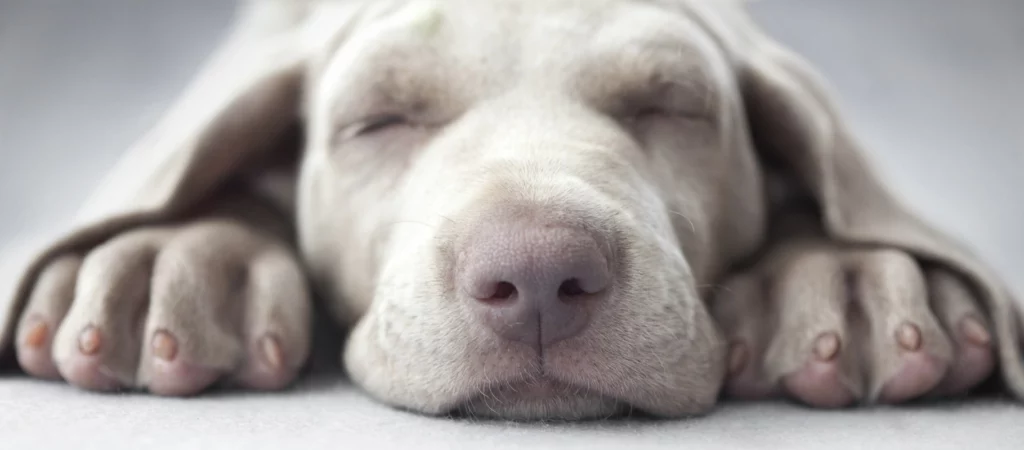 ToF Fotobehang hond slapende Weimaraner