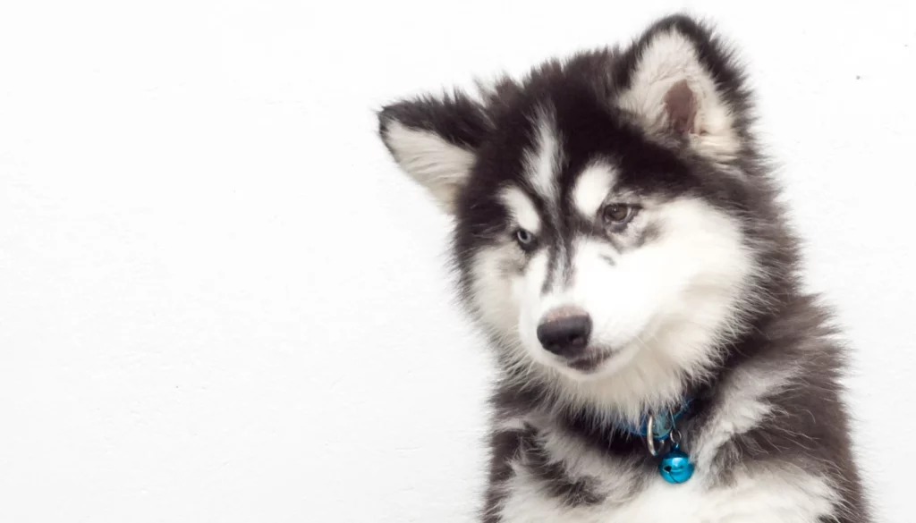 ToF Fotobehang hond puppy Siberische husky