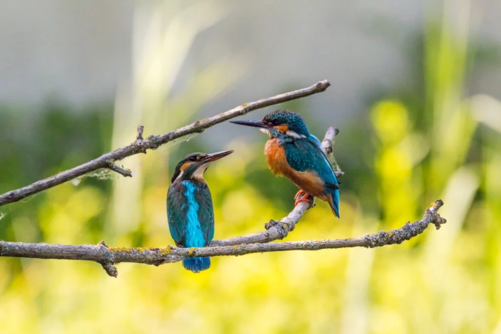 ToF Behang ijsvogel twee zittend op een tak