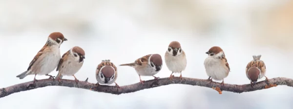 ToF Fotobehang vogels zeven mussen op een rij op een tak