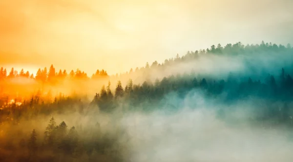 ToF Fotobehang bos mistig met verschillende kleuren licht