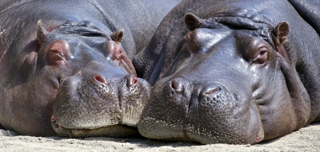 ToF Fotobehang dieren close-up kop twee nijlpaarden