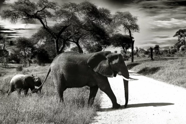 ToF Fotobehang olifant moeder met baby in natuur in zwart-wit