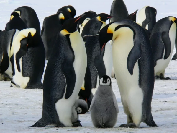 ToF Fotobehang dieren groep pinguïns met baby's