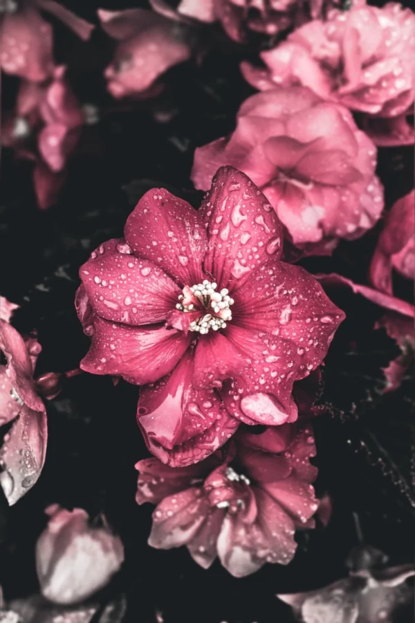 ToF Fotobehang bloem roze met donkere achtergrond