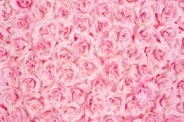 ToF Fotobehang rozen roze veel van bovenaanzicht