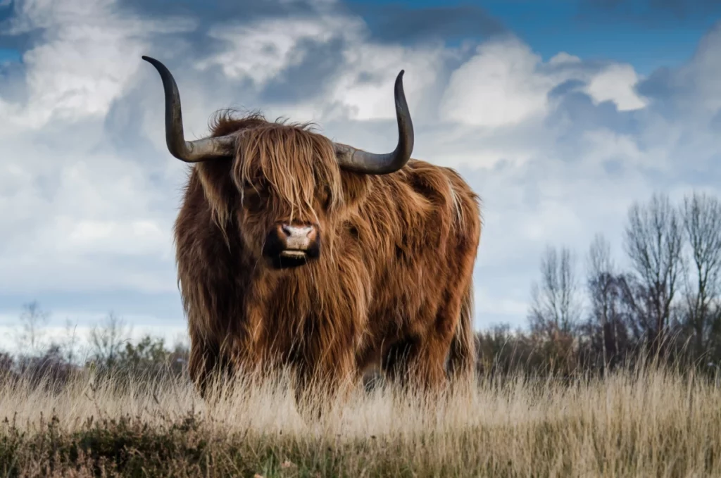 ToF Behang Schotse hooglander in veld