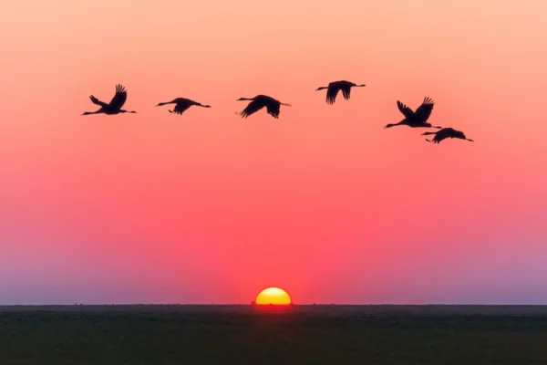 ToF Fotobehang kraanvogels vliegend met zonsondergang