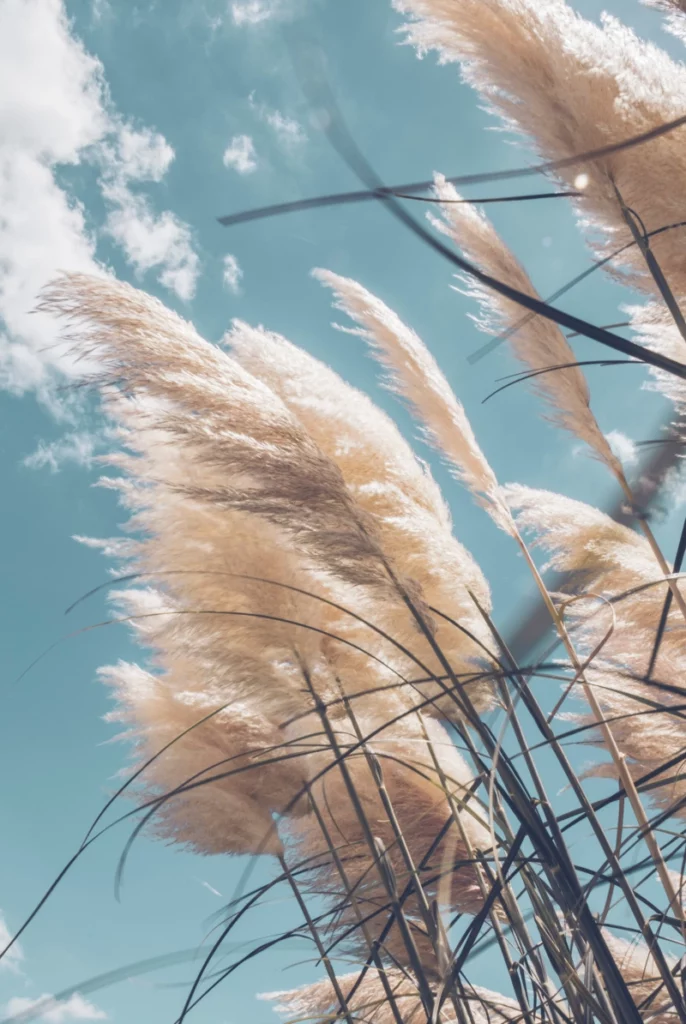 ToF Behang natuur gras met lucht op de achtergrond