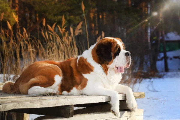 ToF Behang hond sint-bernard in de sneeuw