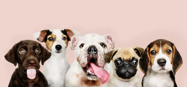 ToF Fotobehang honden verschillende puppy's op een rij