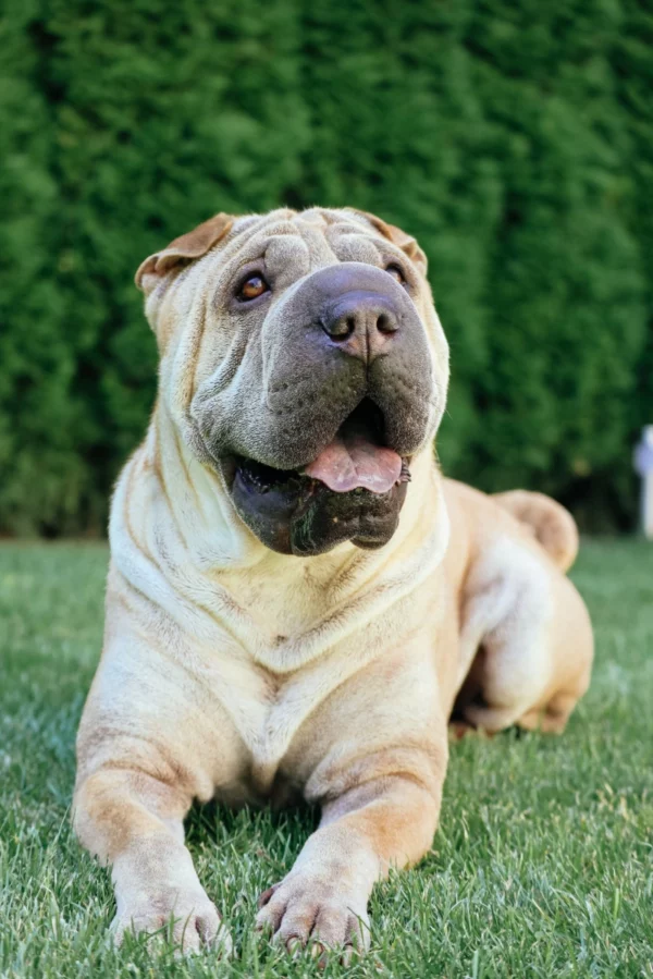 ToF Fotobehang hond shar-pei in het gras