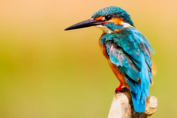 ToF Fotobehang met vogels ijsvogel zittend op tak