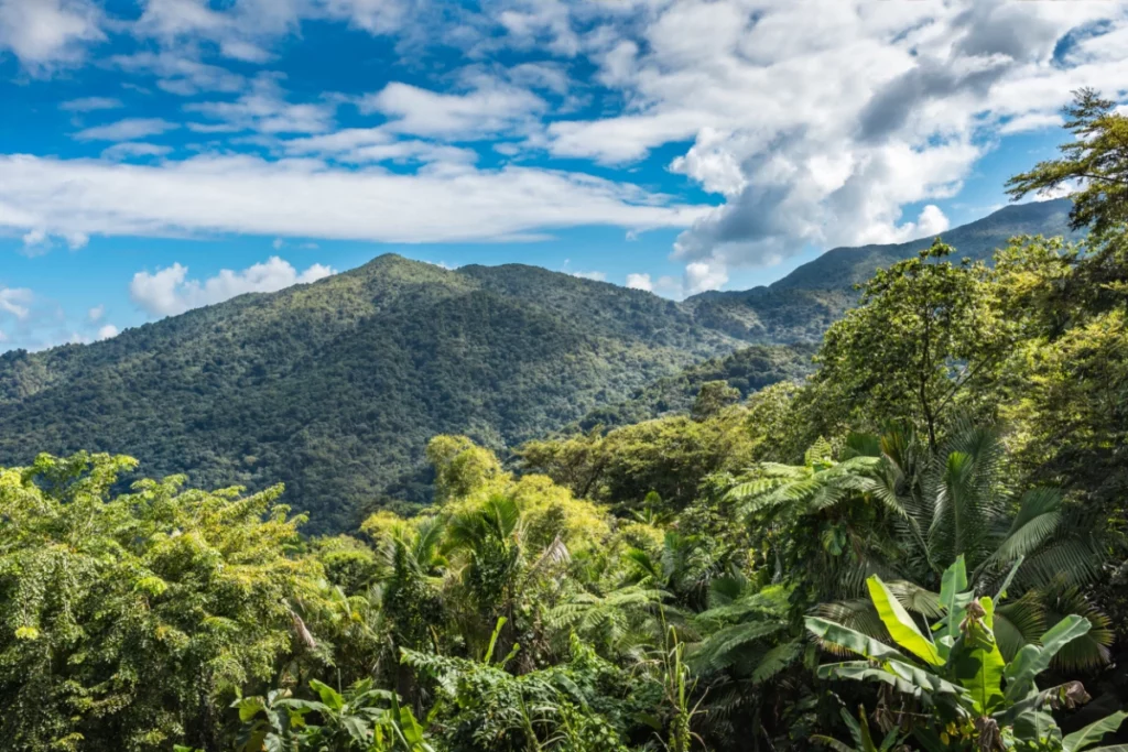 ToF Behang bergen in de jungle