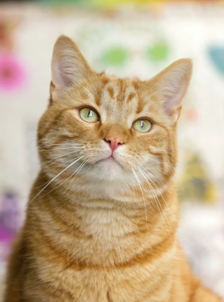 ToF Fotobehang poes oranje cyperse kat