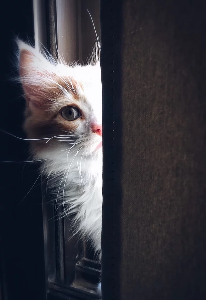 ToF Behang poes wit met rood langharig kitten dat om gordijn kijkt