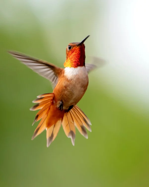 ToF Fotobehang met vogels kolibrie die in lucht hangt