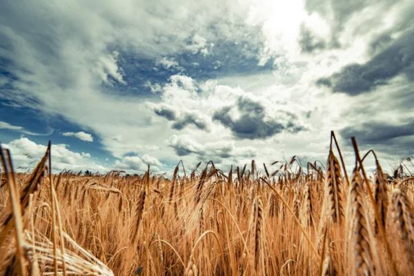 ToF Behang landschap tarweveld