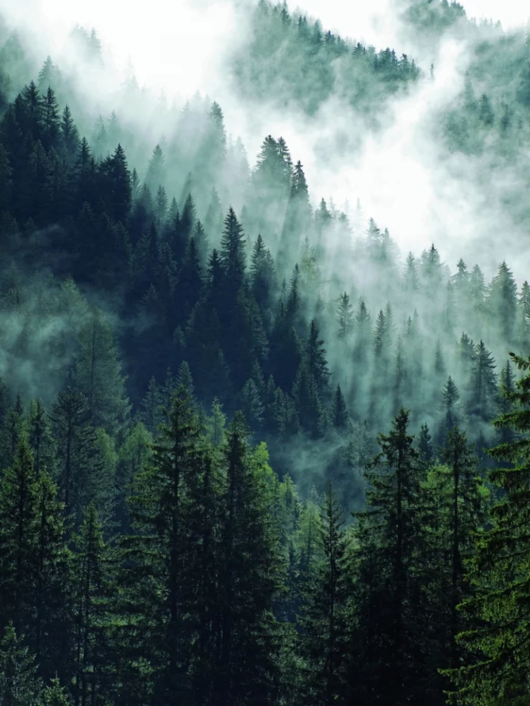 ToF Behang bos met dennenbomen in de mist