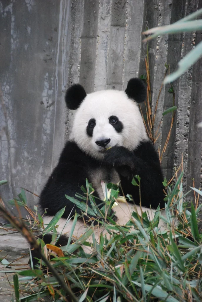 ToF Behang wilde dieren zittende pandabeer
