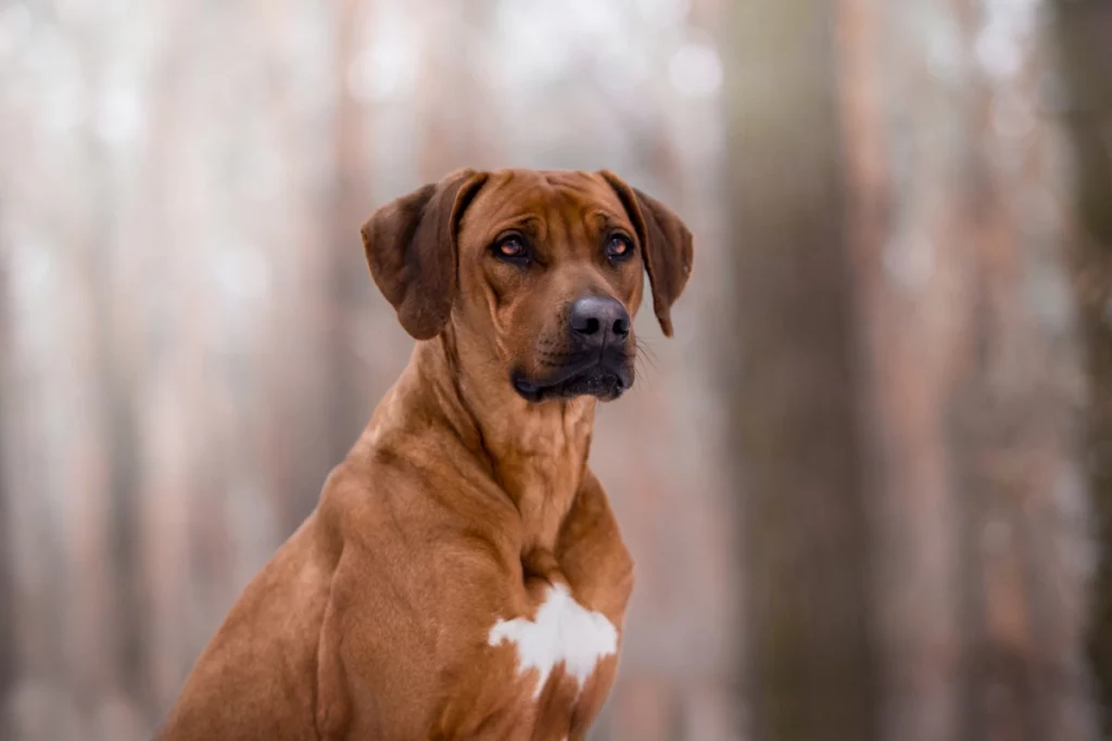 ToF Fotobehang hond Rhodesian ridgeback zittend buiten