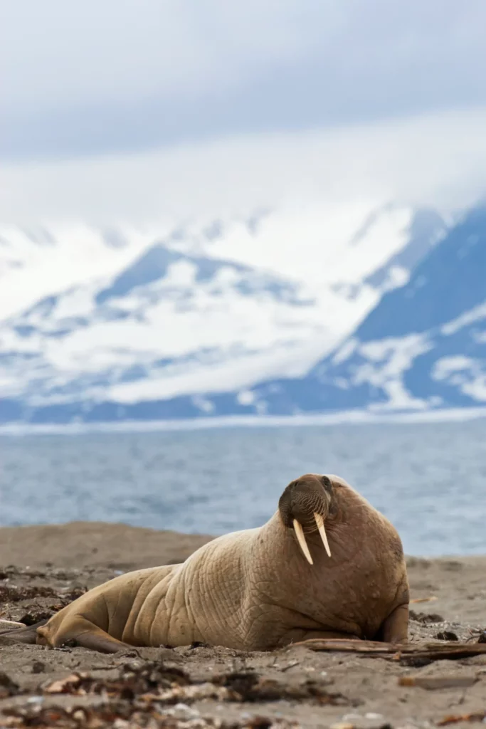 ToF Behang dier walrus liggend op een strand