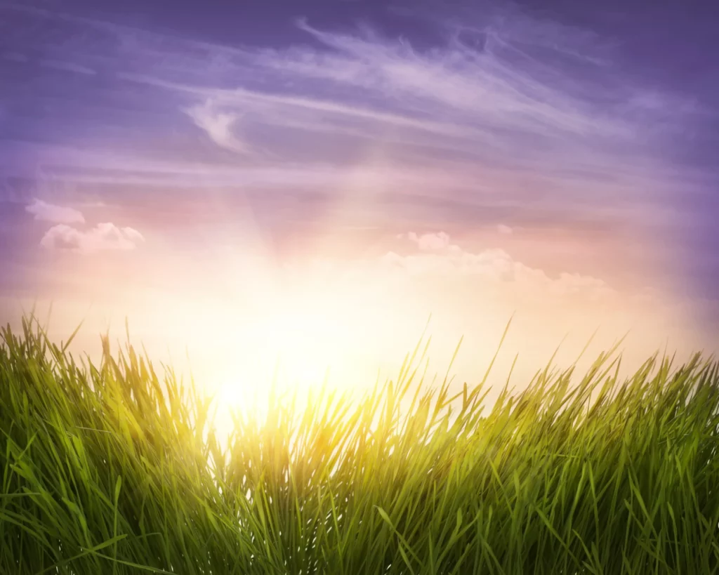 ToF Behang mooi gras met blauwe lucht en zonsopkomst