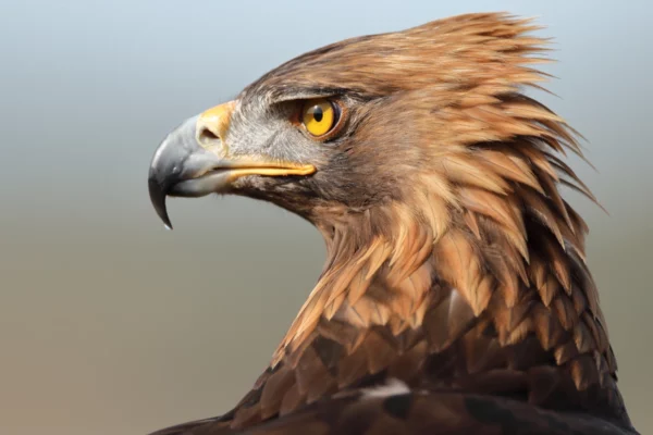 ToF Fotobehang vogel close-up steenarend